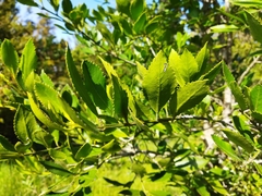 Laureliopsis philippiana
