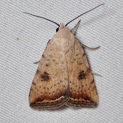 Micrathetis triplex