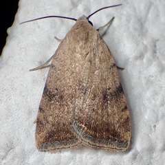 Micrathetis triplex