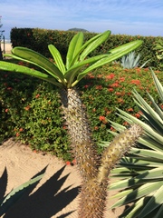 Pachypodium lamerei