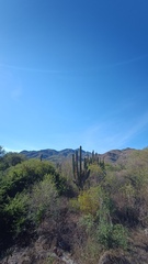Pachycereus pecten-aboriginum