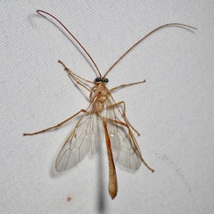 Enicospilus