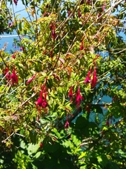 Fuchsia magellanica