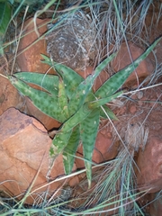 Ledebouria luteola