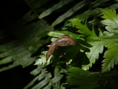 Pyrginae