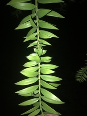 Araucaria bidwillii