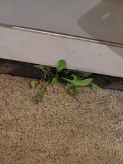 Reichardia picroides