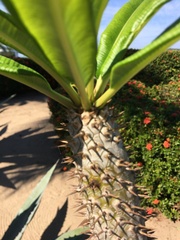 Pachypodium lamerei