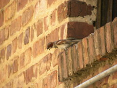 Passer domesticus