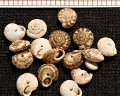 Actinella lentiginosa