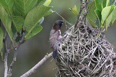 Spermestes cucullata cucullata