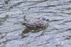 Larus glaucescens
