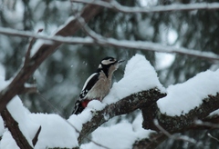 Dendrocopos major