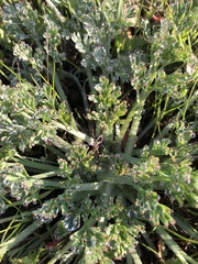 Eschscholzia californica