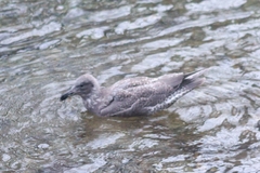 Larus glaucescens