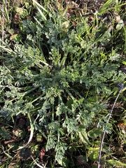 Eschscholzia californica