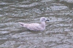 Larus glaucescens