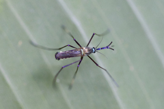 Toxorhynchites theobaldi