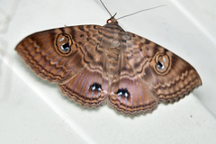 Speiredonia spectans