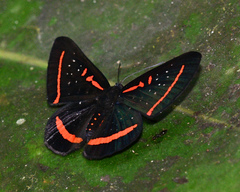 Amarynthis meneria