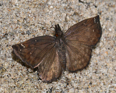 Anisochoria minorella