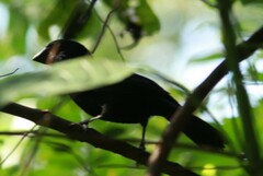 Cyanoloxia cyanoides