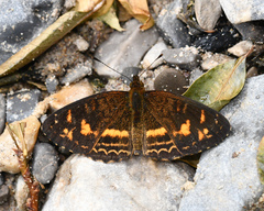 Anthanassa drusilla