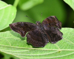 Antigonus mutilatus