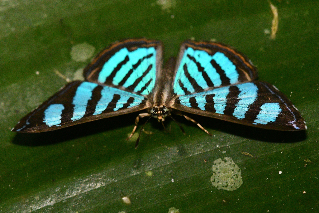 Argyrogrammana trochilia rameli