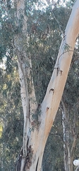 Eucalyptus dalrympleana