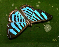 Argyrogrammana trochilia