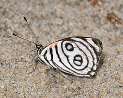 Catagramma hystaspes