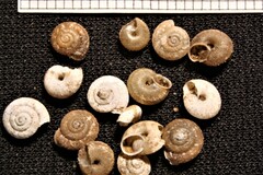 Actinella lentiginosa