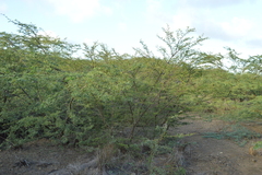 Vachellia tortuosa