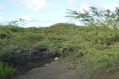 Vachellia tortuosa