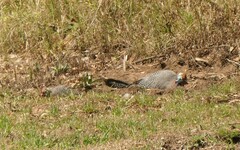 Numida meleagris coronatus