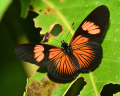 Castilia perilla