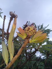 Protea caffra caffra