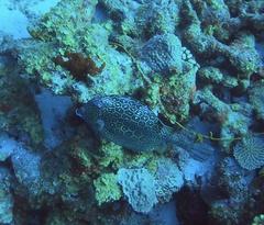 Acanthostracion polygonium