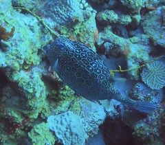 Acanthostracion polygonium