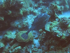 Acanthostracion polygonium