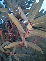 Protea caffra caffra