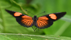 Castilia perilla
