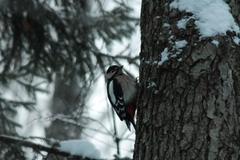 Dendrocopos major