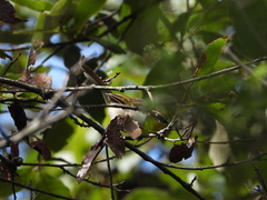 Basileuterus rufifrons