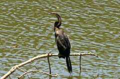 Anhinga rufa rufa
