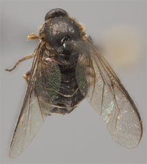 Acroceridae