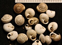 Actinella lentiginosa