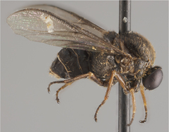 Acroceridae