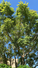 Jacaranda mimosifolia